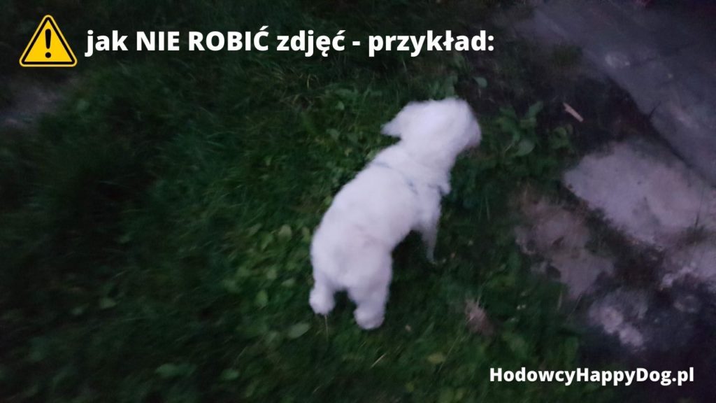 HodowcyHappyDog.pl - jak NIE ROBIĆ zdjęć - zdjęcie nie doświetlone (2)