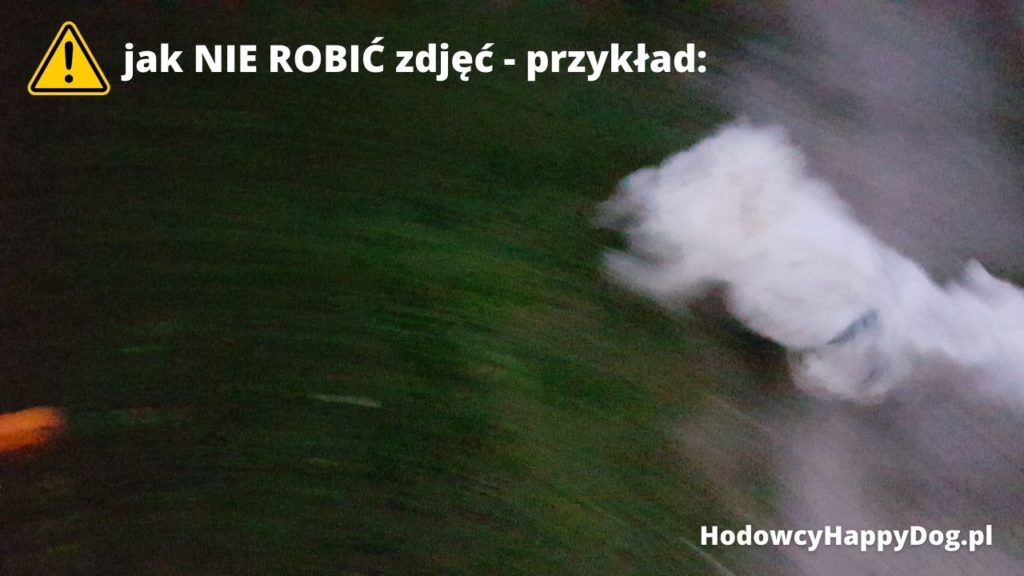 HodowcyHappyDog.pl - jak NIE ROBIĆ zdjęć - zdjęcie nie doświetlone i źle wykadrowane